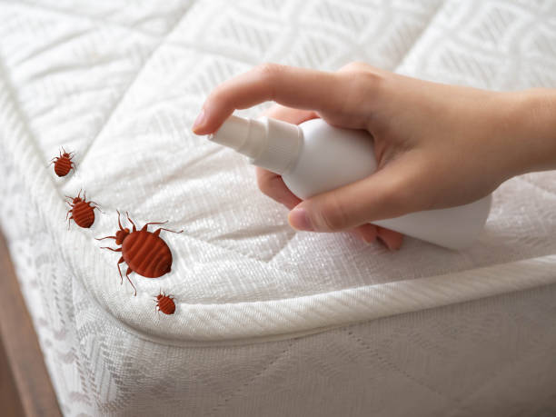 Best Pest Removal Services  in Fortuna Foothills, AZ