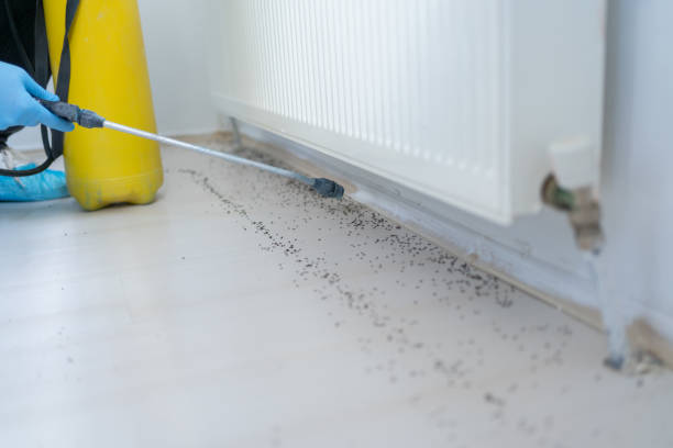 Best Mosquito Control Services  in Fortuna Foothills, AZ