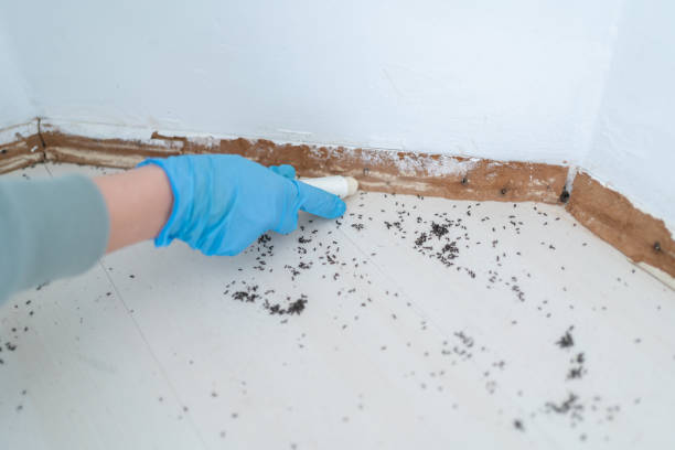 Best Affordable Pest Control Services  in Fortuna Foothills, AZ